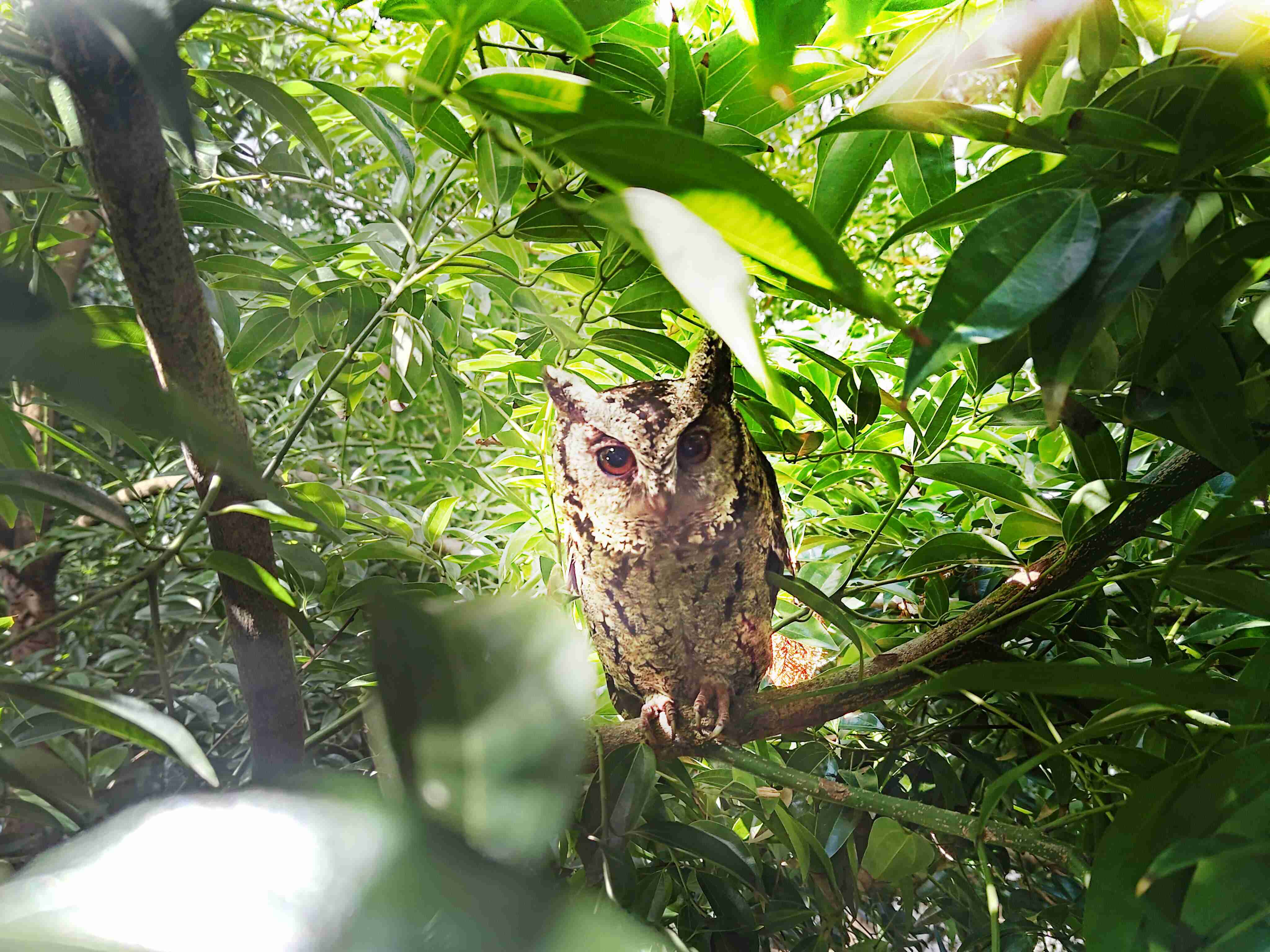 开云电子致力提倡净零绿生活，，，，16年以来在全球各厂区植树逾百万棵，，，，造就各厂区树木蔚然成林，，，，犹如森林工厂，，成为许多生物的栖息地